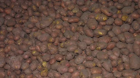 Dry cool storage. Storage of potatoes in the vegetable store Stock Footage 223817750