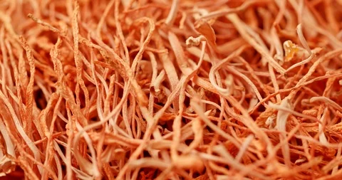 Dry Cordyceps in rotation Stock Footage 92861973