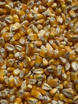 Dry corn background Stock Photos