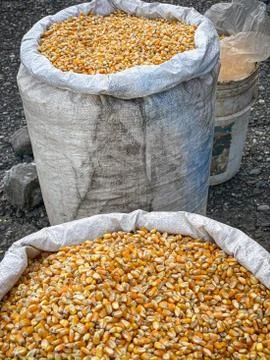 Dry corn background Stock Photos