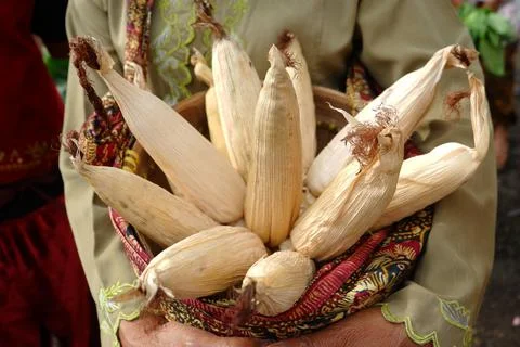 Dry corn in the basket Stock Photos