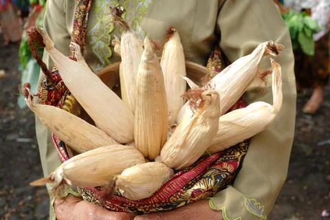 Dry corn in the basket Stock Photos