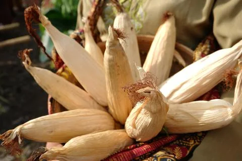 Dry corn in the basket Stock Photos