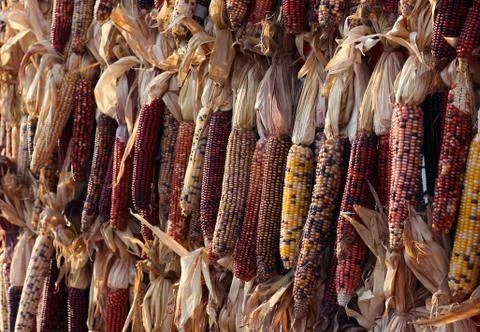 Dry corn bunch in the evening light Foto stock