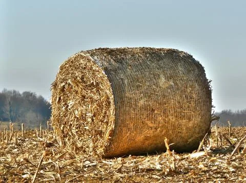 Dry corn bundle 스톡 사진