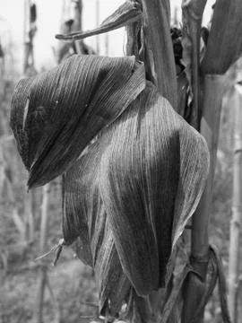 Dry corn close up black and white 写真素材