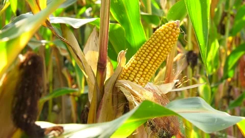 Dry corn cob closeup. Autumn harvest. Video stock 103112506