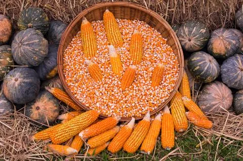 Dry corn cob, corn grain and pumpkin, organic farms product. Stock Photos