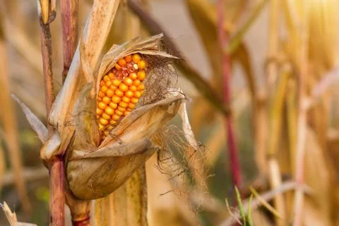 Dry corn cob in the sunset field Stock Photos