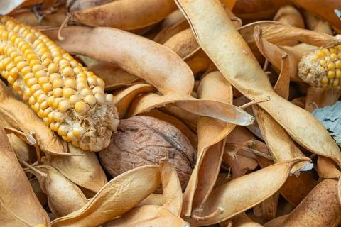 Dry corn cob, walnut and empty seed pods forming natural texture background.. Фото