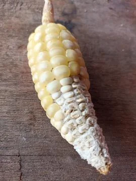 Dry corn cobs and kernels isolated on abstract background Stock Photos