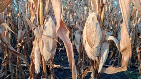 Dry corn cobs in the field.Corn harvest concept. Stock Footage 345097725