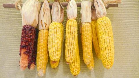 Dry corn cobs hang on the wall Stock Photos