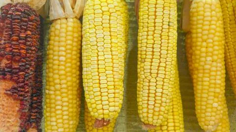 Dry corn cobs hanging on the wall Stock Photos