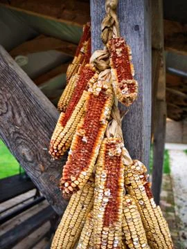 Dry corn cobs Stock Photos