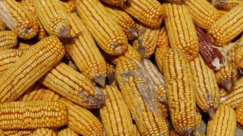 Dry corn cobs Stock Photos