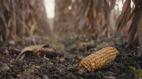 Dry corn cornfield drought damage catastrophe global warming close up Stock Footage 171212025