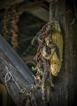 Dry corn in the countryside Stock Photos