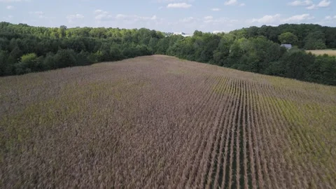 Dry Corn Crops Farm Flyover 스톡 동영상 250433828