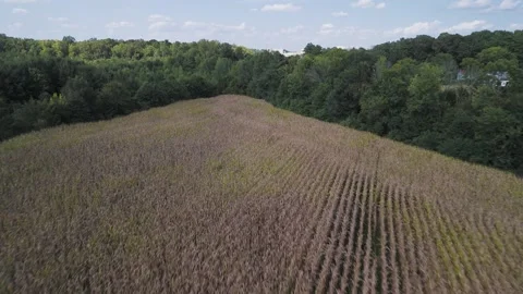 Dry Corn Crops Farm Flyover Video stock 250433830