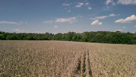 Dry Corn Crops Farm Flyover Video stock 250433967