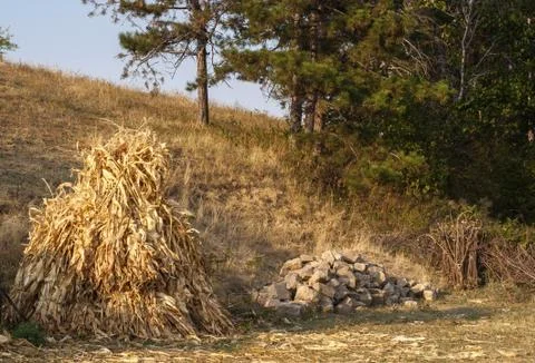 Dry corn ears stack,stone pile 스톡 사진
