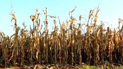 Dry corn field in autumn Stock Footage 55846233