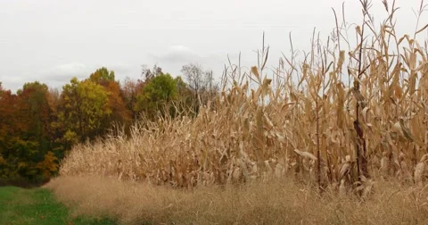 Dry Corn Field in Autumn with Slight Breeze, static shot 库存影片 66909379