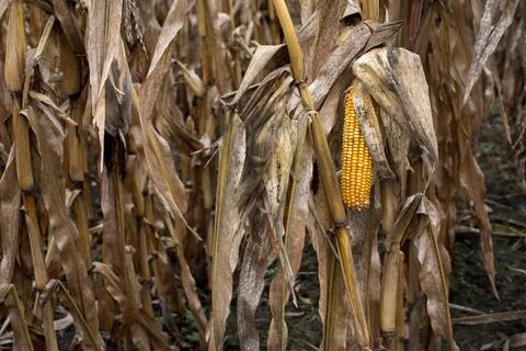 Dry corn field background. They collect dry, ripe corn Stock Photos