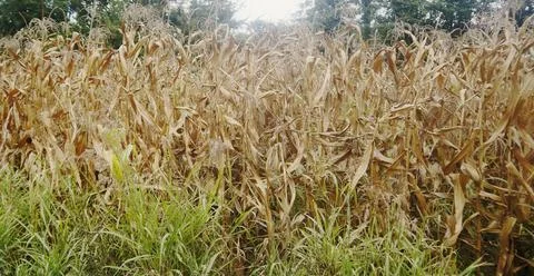 Dry Corn Field Close Up in Rural Landscape Stock Photos