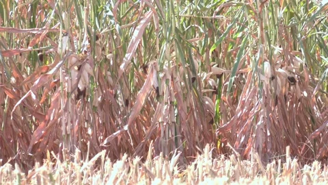 Dry corn field, dry corn stalks, end of season. Stock Footage 223818662