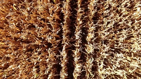 Dry Corn Field Fly Up Stock Footage 64575217