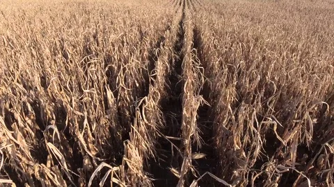 Dry Corn Field Video stock 69821958
