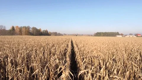 Dry Corn Field Stock Footage 69822251