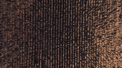 Dry Corn Field Stock Footage 69822304