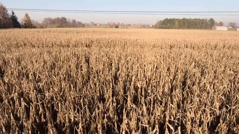 Dry Corn Field Video stock 69822306