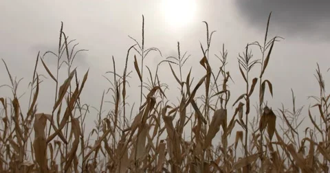 Dry Corn Field Looking Up Against Cloudy Gray Sky with Sun, static shot 库存影片 66909470