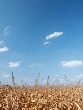 Dry corn field Foto stock