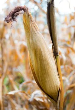 Dry corn in the field Stock Photos