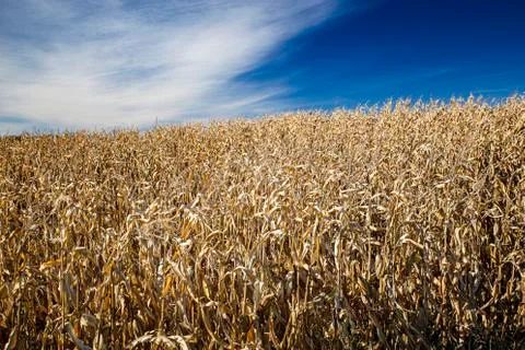 Dry corn field Stock Photos