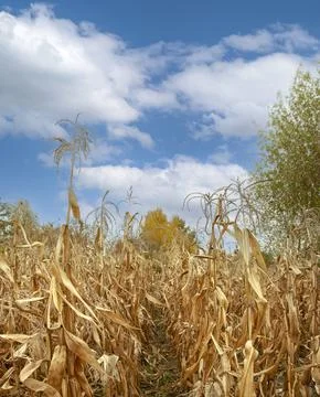 Dry corn in the field Stock Photos