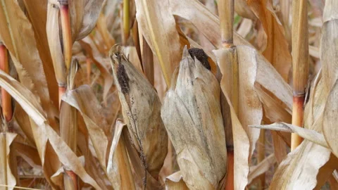 Dry corn in the field, ripe corn on the stalk, autumn harvest Stock Footage 208826178