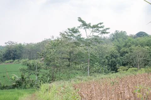 Dry Corn Field on Rural Hillside Stock Photos