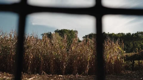 Dry corn field seen through an old barred window Stock Footage 346182891