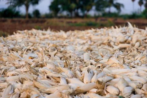 Dry corn in the field Selective focus Stock Photos