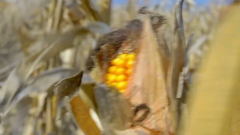 Dry corn field under blue cloudy sky at windy weather Stock Footage 75431913