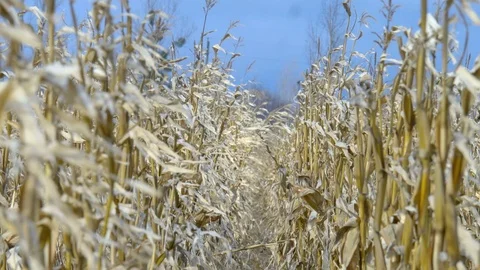 Dry corn field under blue cloudy sky at windy weather 库存影片 75434604