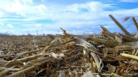 Dry corn field under blue cloudy sky at windy weather Stock Footage 75434792