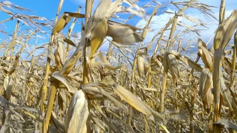 Dry corn field under blue cloudy sky at windy weather Stock Footage 75435638
