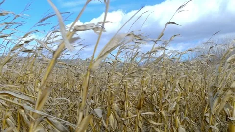 Dry corn field under blue cloudy sky at windy weather Stock Footage 75438926